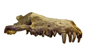 Epitheria: Andrewsarchus mongoliencis, Skull cast