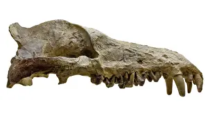 Epitheria: Andrewsarchus mongoliencis, Skull cast