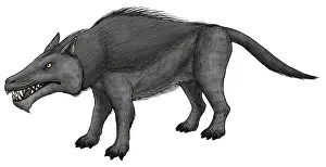 Eocene: Andrewsarchus, an ungulate mammal from the Eocene epoch