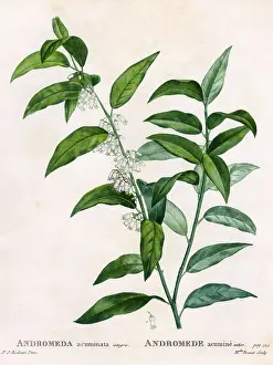 Andromeda: ANDROMEDA ACUMINATA
