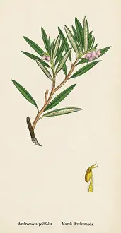 Andromeda: ANDROMEDA POLIFOLIA