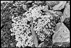 Candelabra: Androsace Glacialis
