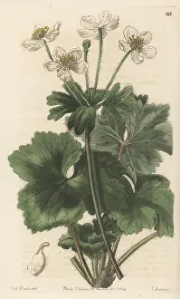 Anemonastrum polyanthes