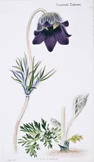 Ranunculaceae: Anemone acutipetala, anemone or alpine
