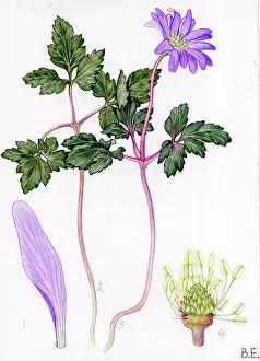 Windflower: Anemone apennina