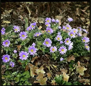 Malby: Anemone Blanda or Windflower