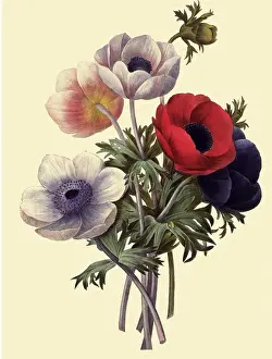 Anemones: Anemone coronaria