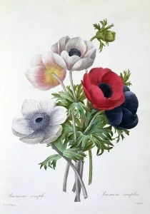 Fleurs: Anemone coronaria, anemone or windflower