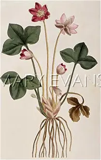 Hepatica: Anemone Hepatica