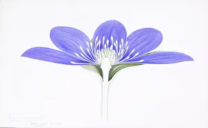 Ranunculaceae: Anemone hepatica, liverleaf