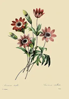 Anemones: Anemone hortensis