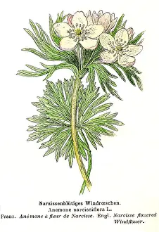 Anemone: Anemone narcissiflora