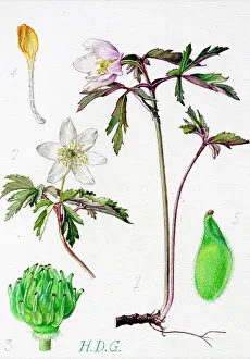 Garside: Anemone nemorosa