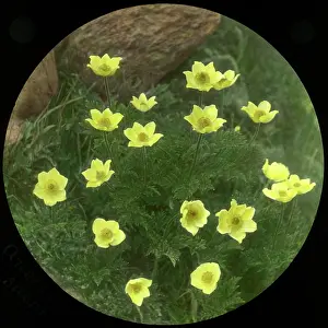 Malby: Anemone Obtusiloba Sulphurea