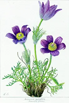 Snelling: Anemone pulsatilla