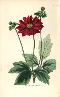 Scabiosa: Anemone scabiosa
