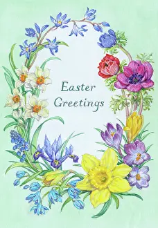 Narcissi: Anemone, Scillas, Narcissi, Crocuses etc