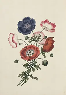 Ranunculaceae: Anemone sp. anemone