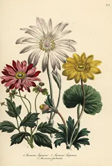 Capensis: Anemone species
