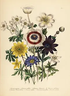 Humphreys: Anemone species