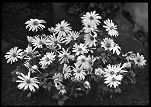 Malby: Anemone -- unidentified species