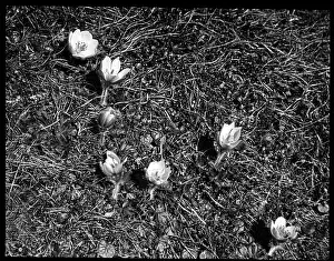 Malby: Anemone Vernalis (Pulsatilla Vernalis), Gummen Alps