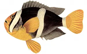 Amphiprion: Anemonefish, Amphiprion clarkii