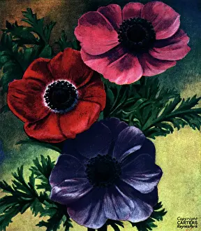 Carters: Anemones