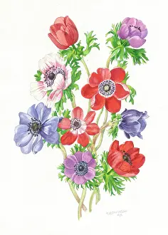 Anemones: Anemones