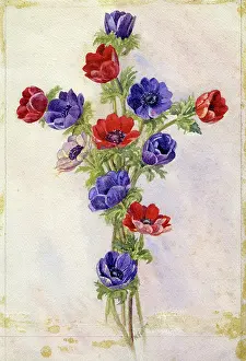 Nellie: Anemones
