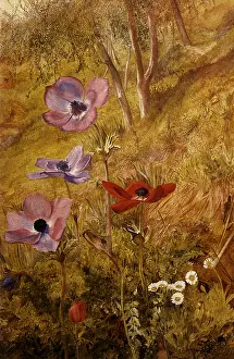 Anemones: Anemones