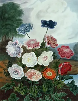 Anemones: Anemones ' red, white and blue flowers