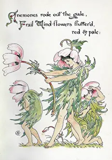 Frail: Anemones rode out the gale