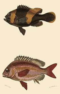 Bream: An Anemonfish and a Monocle Bream