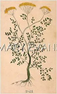 Graveolens: ANETHUM GRAVEOLENS