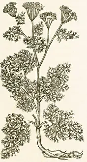 Spice: Anethum Graveolens, Dill