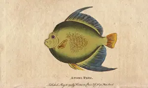 1798 1802: Angel fish or monk fish, Pomacanthidae