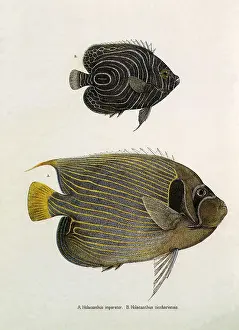 Angelfish: Angelfish