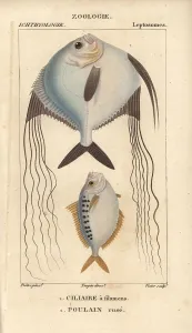 Jussieus: Angelfish? and ponyfish, Leiognathus equulus?
