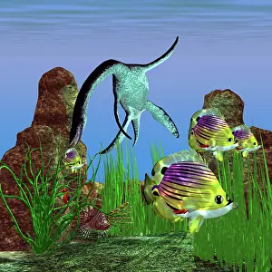 Plesiosaurus: Angelfish try to swim out of the reach of a Plesiosaurus ?