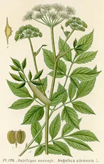 Angelica: ANGELICA SILVESTRIS