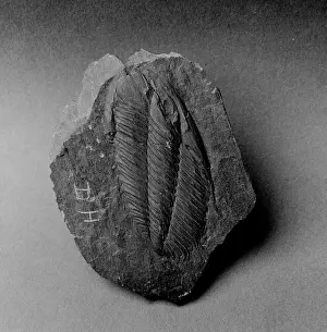 Fortey: Angelina, stretched trilobite