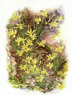 Narcissi: Angel's Tears (Narcissi Triandrus)