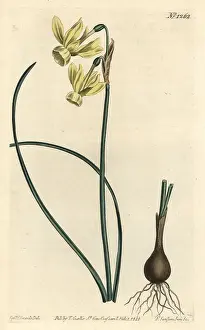 Luteus: Angel's tears, Narcissus triandrus