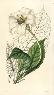 Lindley: Angel's trumpets, Euclinia longiflora