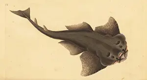 Squalus: Angelshark, Squatina squatina. Critically endangered