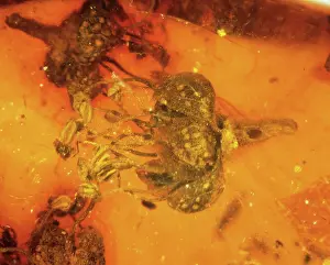 Euphorbiaceae: Angiosperm flower in amber