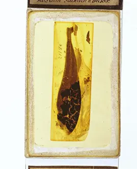 Resin: Angiosperm leaf in Baltic amber