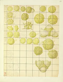 Bauer: Angiosperm pollen