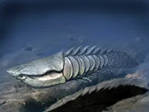 Silurian: Anglaspis is a heterostracan from the Early Devonian of ?